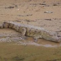 Monkey River Alligator